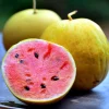 Golden Midget Watermelon Seeds - 10 Count Mini Sweet Melons for Garden & Containers - Image 1