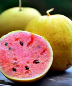 Golden Midget Watermelon Seeds - 10 Count Mini Sweet Melons for Garden & Containers - Image 1