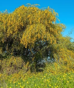 Golden Mimosa Acacia Baileyana Seeds - Yellow Wattle Tree Flower - 10 Seeds - Image 6