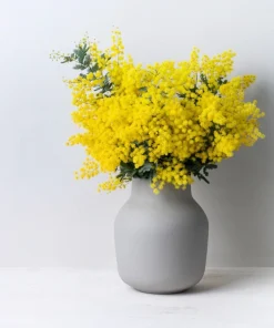 Golden Mimosa Acacia Baileyana Seeds - Yellow Wattle Tree Flower - 10 Seeds - Image 9