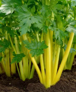 Golden Pascal Celery Seeds – Heirloom Variety – 100 Seed Pack – Easy to Grow Outdoor Vegetable - Image 2