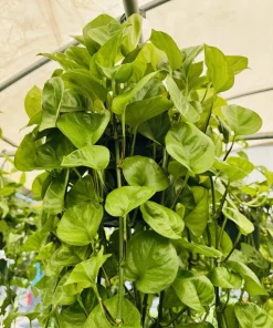 Golden Pothos Live Hanging Basket - Large Trailing Indoor Houseplant - Image 2