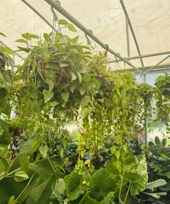 Golden Pothos Live Hanging Basket - Large Trailing Indoor Houseplant - Image 4