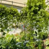 Golden Pothos Live Hanging Basket - Large Trailing Indoor Houseplant - Image 1