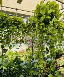 Golden Pothos Live Hanging Basket - Large Trailing Indoor Houseplant - Image 1