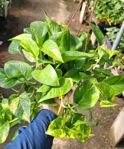 Golden Pothos Live Plant – 6 inch Pot – Epipremnum Aureum – Indoor Plant - Image 2