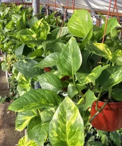 Golden Pothos Live Plant – 6 inch Pot – Epipremnum Aureum – Indoor Plant - Image 3