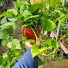 Golden Pothos Live Plant – 6 inch Pot – Epipremnum Aureum – Indoor Plant - Image 1