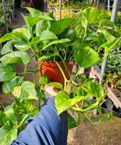 Golden Pothos Live Plant – 6 inch Pot – Epipremnum Aureum – Indoor Plant - Image 1