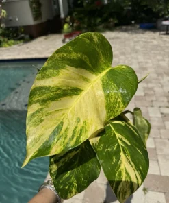 Golden Pothos Live Plant, Epipremnum aureum, Easy Care Indoor Houseplant - Image 2