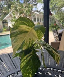 Golden Pothos Live Plant, Epipremnum aureum, Easy Care Indoor Houseplant - Image 3