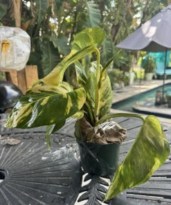 Golden Pothos Live Plant, Epipremnum aureum, Easy Care Indoor Houseplant - Image 4