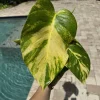 Golden Pothos Live Plant, Epipremnum aureum, Easy Care Indoor Houseplant - Image 1