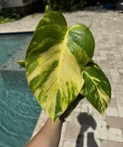 Golden Pothos Live Plant, Epipremnum aureum, Easy Care Indoor Houseplant - Image 1