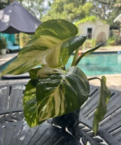 Golden Pothos Live Plant, Epipremnum aureum, Easy Care Indoor Houseplant - Image 5