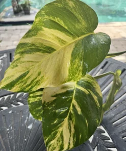 Golden Pothos Live Plant, Epipremnum aureum, Easy Care Indoor Houseplant - Image 6