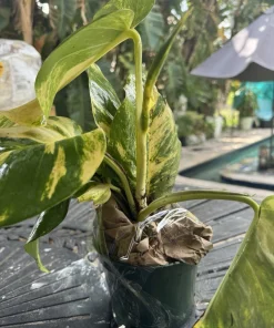 Golden Pothos Live Plant, Epipremnum aureum, Easy Care Indoor Houseplant - Image 7