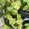 Golden Pothos Live Plant - Epipremnum aureum - Easy Care Indoor Houseplant - Image 1