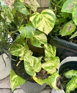 Golden Pothos Live Plant - Epipremnum aureum - Easy Care Indoor Houseplant - Image 1