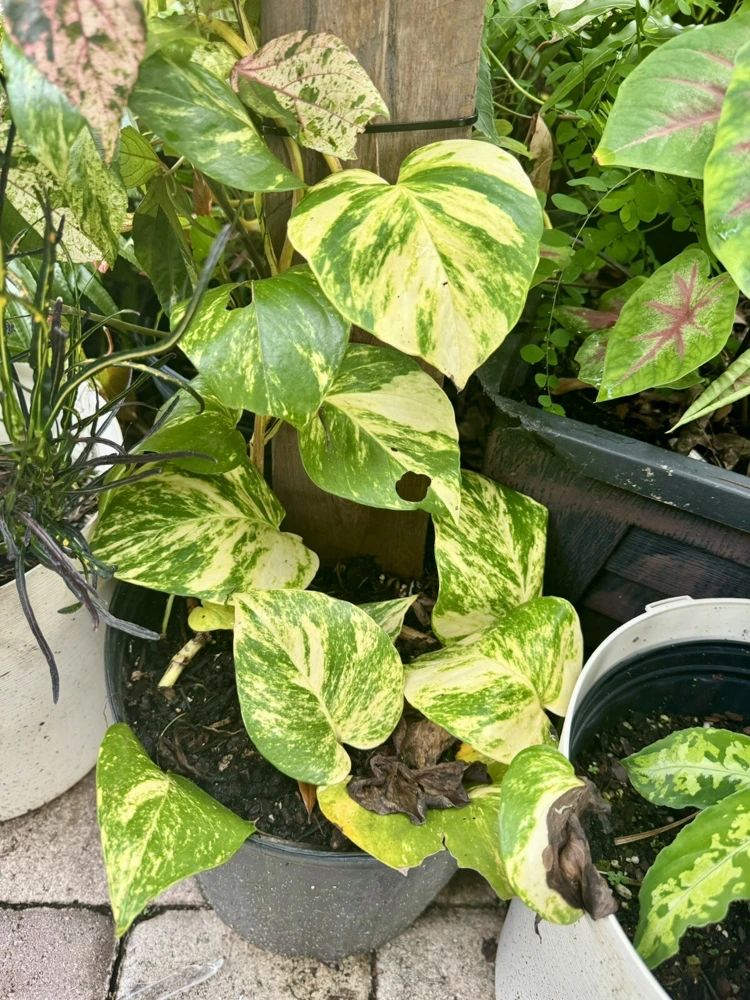 Golden Pothos Live Plant - Epipremnum aureum - Easy Care Indoor Houseplant - Image 1