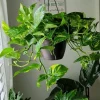 Golden Pothos Live Plant – Epipremnum aureum Hanging Basket – Indoor Vine - Image 1