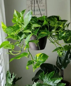 Golden Pothos Live Plant – Epipremnum aureum Hanging Basket – Indoor Vine - Image 1