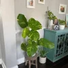 Golden Pothos Live Plant - Epipremnum aureum Indoor Vine, Easy Care - Image 1
