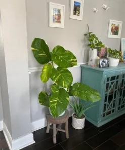 Golden Pothos Live Plant - Epipremnum aureum Indoor Vine, Easy Care - Image 1