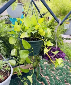 Golden Pothos Live Plant - Indoor Houseplant, Easy Care - Image 2