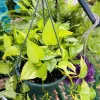 Golden Pothos Live Plant - Indoor Houseplant, Easy Care - Image 1