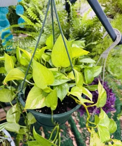 Golden Pothos Live Plant - Indoor Houseplant, Easy Care - Image 1