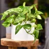 Golden Pothos Live Plant – Large Leaves, High Variegation Houseplant - Image 1