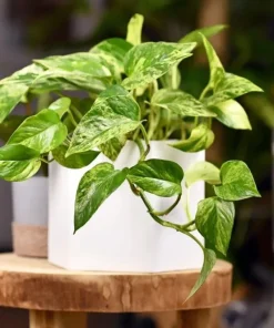Golden Pothos Live Plant – Large Leaves, High Variegation Houseplant - Image 1