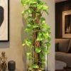 Golden Pothos Live Plant – Long Multi Vine – Bare Root Houseplant - Image 1