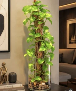 Golden Pothos Live Plant – Long Multi Vine – Bare Root Houseplant - Image 1