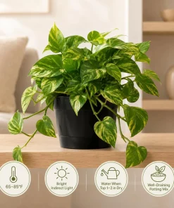 Golden Pothos Live Plant, Set of 2, 5-8 in Tall, 4 in Pot, Indoor Vining Houseplant - Image 2
