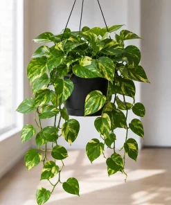 Golden Pothos Live Plant, Set of 2, 5-8 in Tall, 4 in Pot, Indoor Vining Houseplant - Image 3