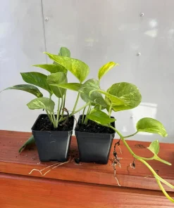 Golden Pothos Live Plant, Set of 2, 5-8 in Tall, 4 in Pot, Indoor Vining Houseplant - Image 4