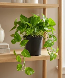 Golden Pothos Live Plant, Set of 2, 5-8 in Tall, 4 in Pot, Indoor Vining Houseplant - Image 5