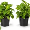 Golden Pothos Live Plant, Set of 2, 5-8 in Tall, 4 in Pot, Indoor Vining Houseplant - Image 1