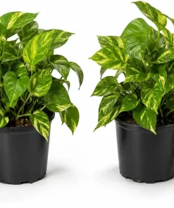 Golden Pothos Live Plant, Set of 2, 5-8 in Tall, 4 in Pot, Indoor Vining Houseplant - Image 1