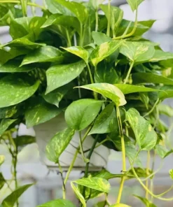 Golden Pothos Live Plant – Trailing Houseplant – Set of 2 – 4 Inch Pot – Indoor - Image 2
