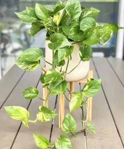 Golden Pothos Live Plant – Trailing Houseplant – Set of 2 – 4 Inch Pot – Indoor - Image 3