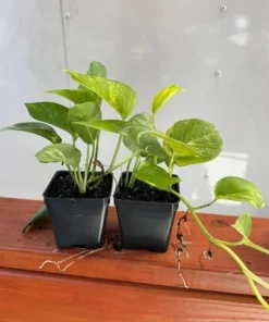 Golden Pothos Live Plant – Trailing Houseplant – Set of 2 – 4 Inch Pot – Indoor - Image 4