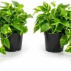 Golden Pothos Live Plant – Trailing Houseplant – Set of 2 – 4 Inch Pot – Indoor - Image 1