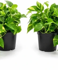 Golden Pothos Live Plant – Trailing Houseplant – Set of 2 – 4 Inch Pot – Indoor - Image 1