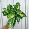 Golden Pothos Live Plant – Trailing Indoor Vine – Easy Care Houseplant - Image 1
