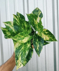 Golden Pothos Live Plant – Trailing Indoor Vine – Easy Care Houseplant - Image 1