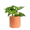 Golden Pothos Live Plant with Pot & Soil – Easy Care Indoor Houseplant - Image 1