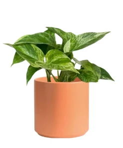 Golden Pothos Live Plant with Pot & Soil – Easy Care Indoor Houseplant - Image 1